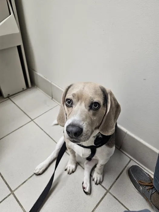 Long Animal Hospital and Emergency Center | Charlotte NC Picture 1