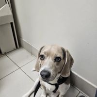 Long Animal Hospital and Emergency Center | Charlotte NC ico