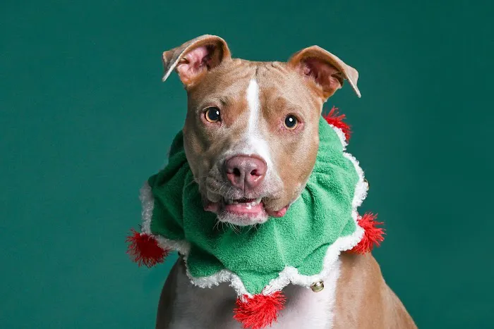 CityVet | Charlotte Uptown Veterinary Clinic & Urgent Care Picture 8
