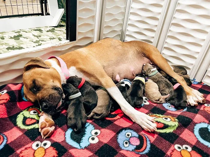 CityVet | Charlotte Uptown Veterinary Clinic & Urgent Care Picture 6