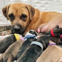CityVet | Charlotte Uptown Veterinary Clinic & Urgent Care ico