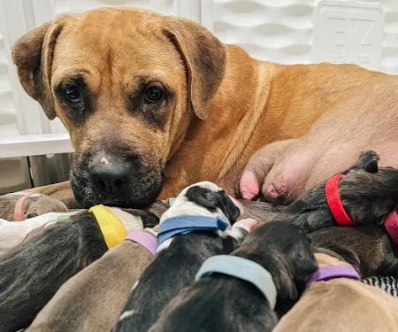 CityVet | Charlotte Uptown Veterinary Clinic & Urgent Care