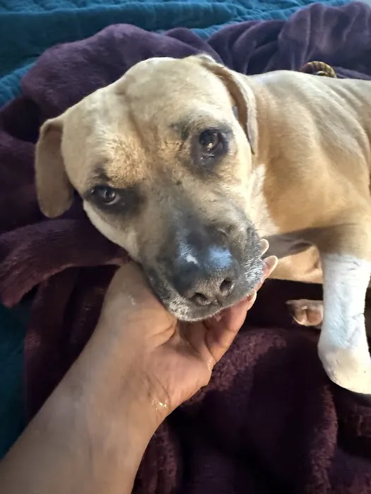 CityVet | Charlotte Uptown Veterinary Clinic & Urgent Care Picture 3