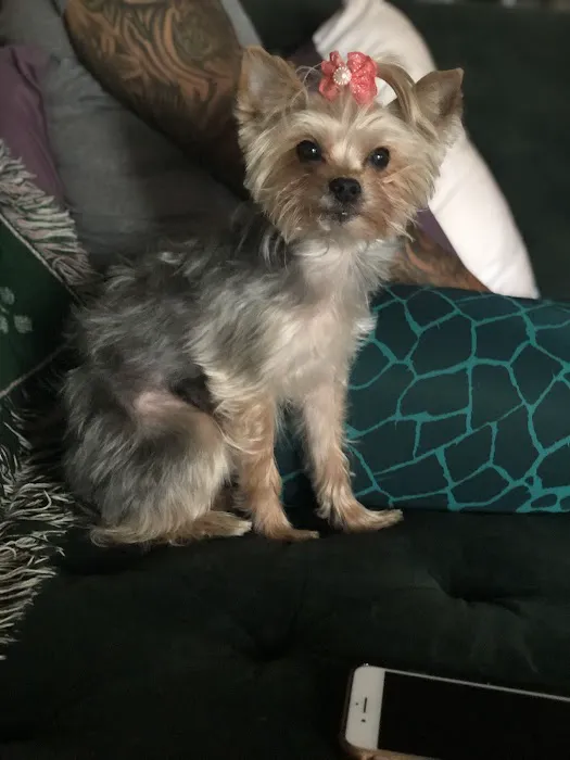 CityVet | Charlotte Uptown Veterinary Clinic & Urgent Care Picture 2