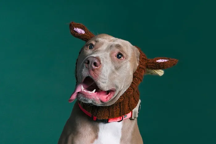CityVet | Charlotte Uptown Veterinary Clinic & Urgent Care Picture 7