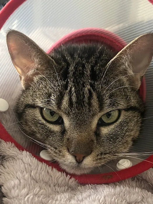 Uptown Veterinary Hospital Picture 3