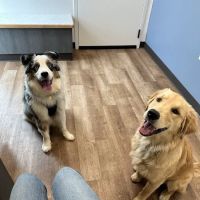 GoodVets Montford ico