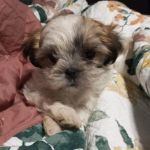 Archdale Animal Hospital