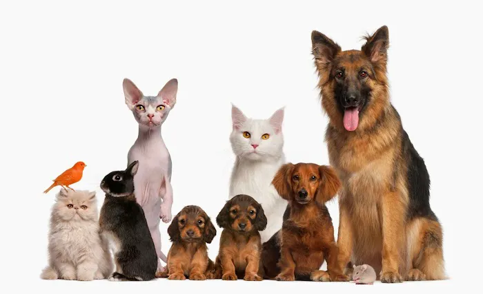 Archdale Animal Hospital Picture 2