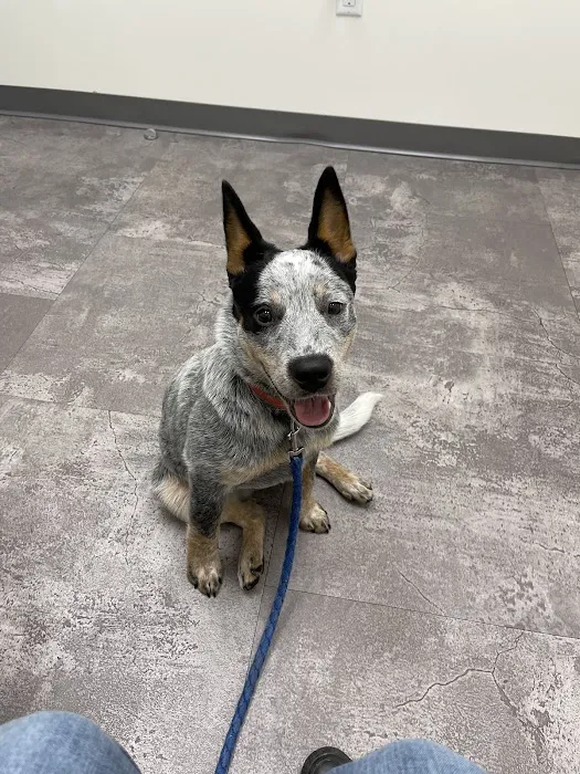 Crown Town Animal Hospital Picture 10