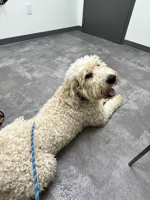 Crown Town Animal Hospital Picture 2
