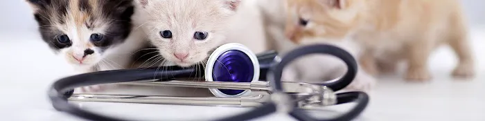 Animal Dermatology Clinic Picture 2