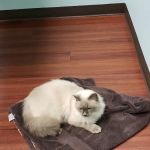 Animal Dermatology Clinic