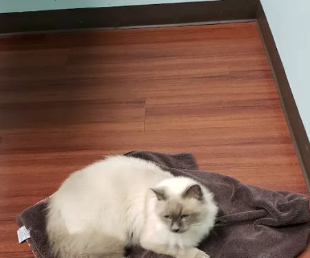 Animal Dermatology Clinic