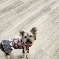 Hickory Grove Animal Hospital ico