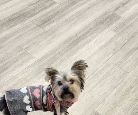 Hickory Grove Animal Hospital