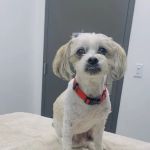 Partners Animal Hospital NoDa