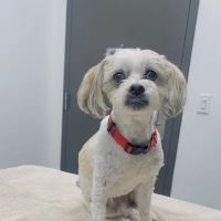Partners Animal Hospital NoDa ico