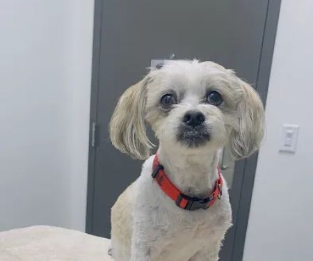 Partners Animal Hospital NoDa