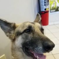 Sun Valley Animal Hospital ico
