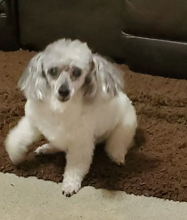 Sun Valley Animal Hospital Picture 7