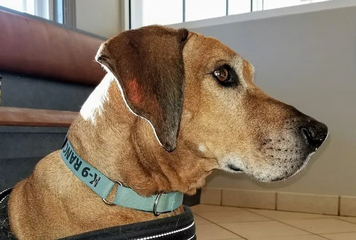 Sun Valley Animal Hospital Picture 2