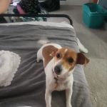 Banfield Pet Hospital