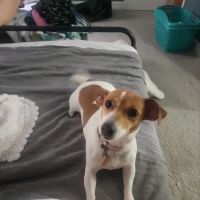 Banfield Pet Hospital ico