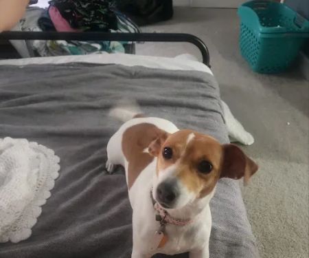Banfield Pet Hospital