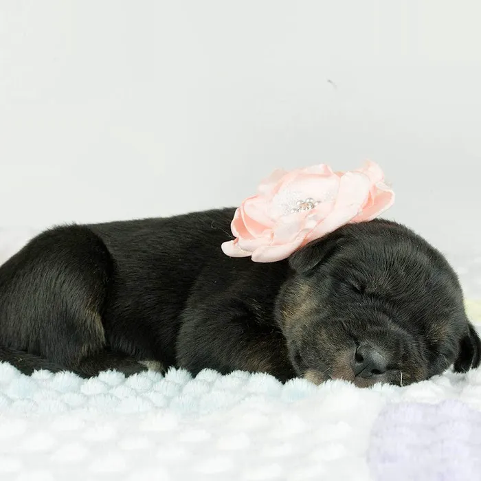 Carolina Pets Animal Hospital Picture 1