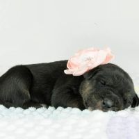 Carolina Pets Animal Hospital ico