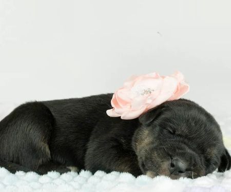 Carolina Pets Animal Hospital