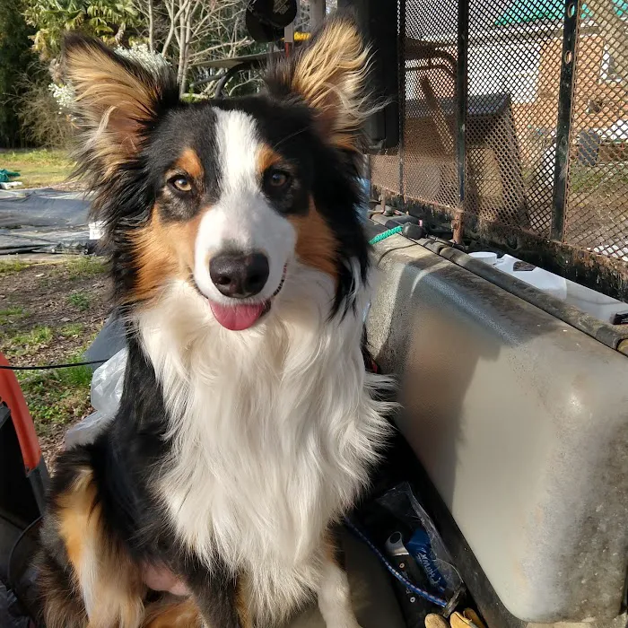 Carolina Pets Animal Hospital Picture 6