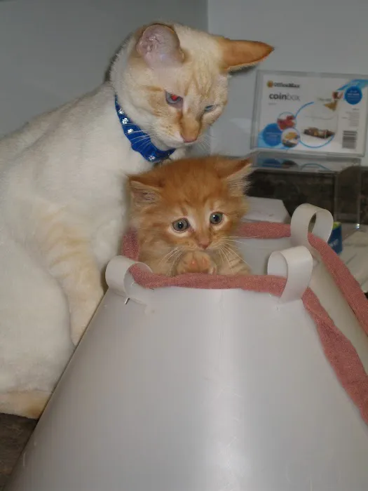 Pressly Animal Hospital Picture 3