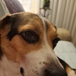 Pressly Animal Hospital