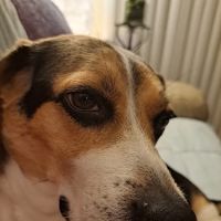 Pressly Animal Hospital ico