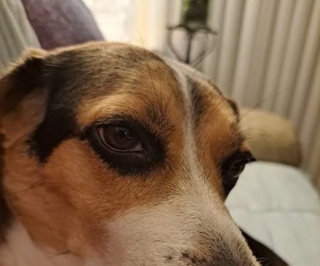 Pressly Animal Hospital