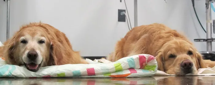 Pressly Animal Hospital Picture 4