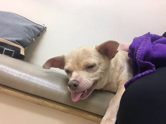Carolina Veterinary Specialists Matthews Picture 7