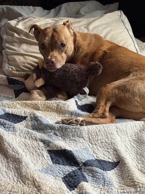 Carolina Veterinary Specialists Matthews Picture 1