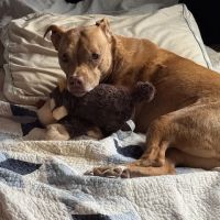 Carolina Veterinary Specialists Matthews ico
