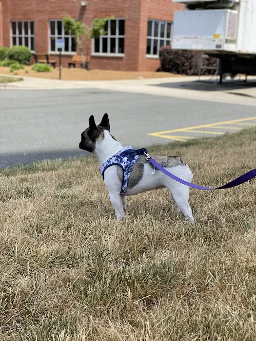 Carolina Veterinary Specialists Matthews Picture 10