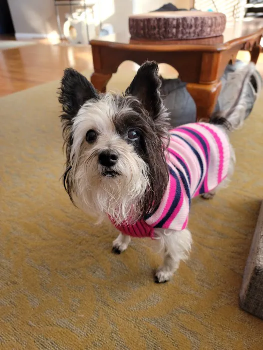 Carolina Veterinary Specialists Matthews Picture 9