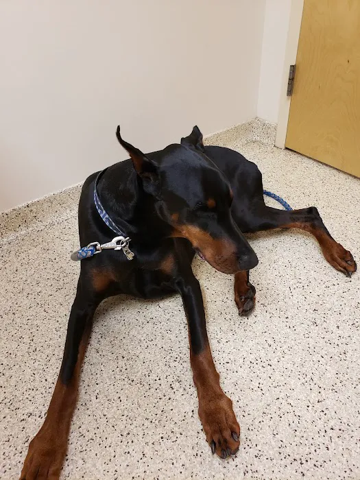Carolina Veterinary Specialists Matthews Picture 6