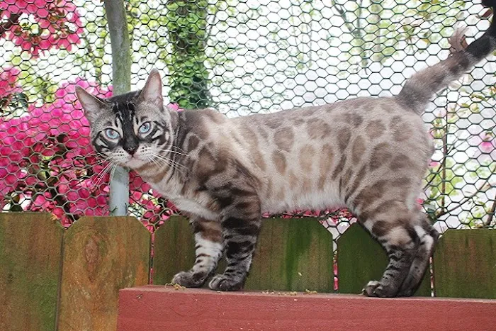 ARISTOCAT BENGAL Picture 8