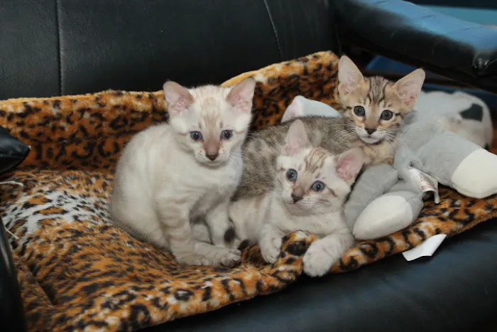 ARISTOCAT BENGAL Picture 7
