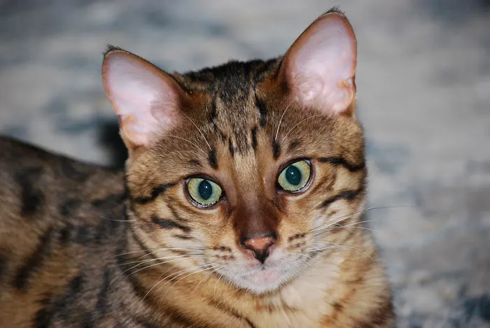 ARISTOCAT BENGAL Picture 2