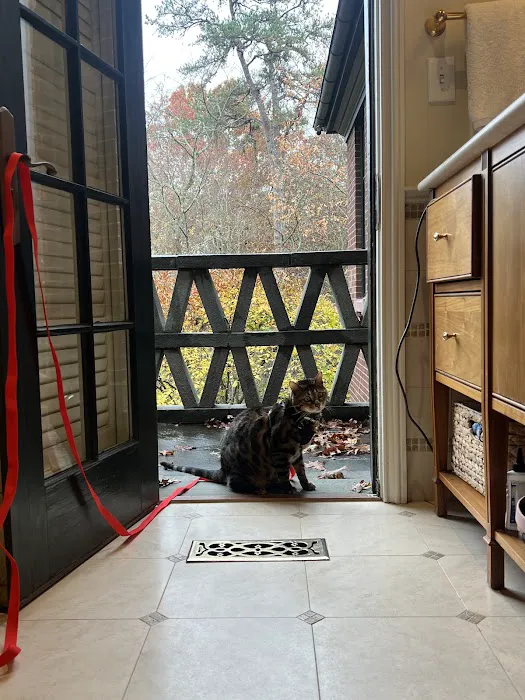 ARISTOCAT BENGAL Picture 1