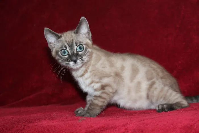 ARISTOCAT BENGAL Picture 4