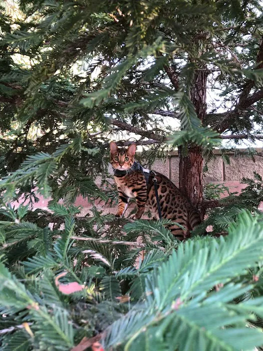 ARISTOCAT BENGAL Picture 5